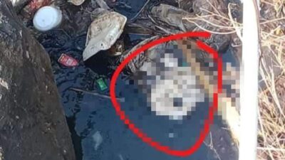 Geger, Warga Sukasari Sumedang Temukan Bayi Sudah Membusuk di Sungai