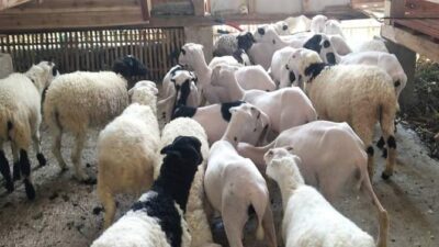 Puluhan Kelompok Ternak di Sumedang Diberi Bantuan Ratusan Ekor Bibit Domba
