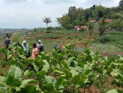 Pemda Sumedang Siapkan Rp 1,3 Miliar untuk Bayar Jaminan Sosial Ribuan Petani dan Buruh Industri Tembakau
