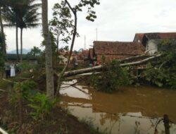 Pohon Tumbang Timpa 1 Rumah dan Saung di Tanjungsari Sumedang
