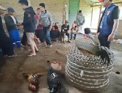 Polisi Gerebek Judi Sabung Ayam di Desa Sukawening
