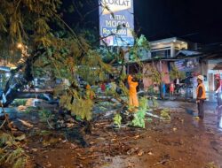 Pohon Tumbang di Jalan Munjul di Baleendah