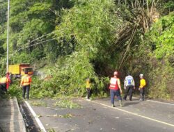 Pohon Tumbang Tutup Jalan Cadas Pangeran Sumedang, Kendaraan Sempat Terjebak Tak Bisa Melintas