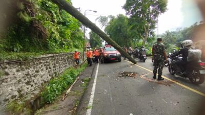 Tragis! Bocah 4 Tahun Tewas Tertimpa Pohon Pinus di Cigendel Sumedang