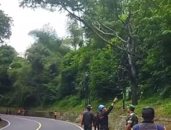 Lebih Dari 200 Pohon di Jalur Cadas Pangeran Sumedang Rawan Tumbang