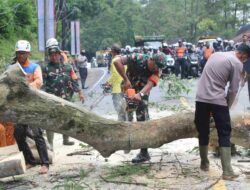 Jelang Libur Nataru, Pohon Rawan Tumbang di Sumedang Ditebang