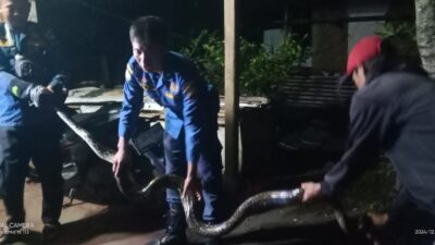 Mangsa Ayam di Kandang, Ular Sanca Batik Sepanjang 3 Meter Dievakuasi Damkar Sumedang
