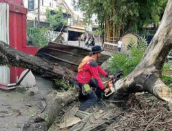 Pohon Lamtoro Setinggi 5 Meter Tumbang Timpa Kios di Bojong Awi Kaler