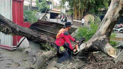 Pohon Lamtoro Setinggi 5 Meter Tumbang Timpa Kios di Bojong Awi Kaler