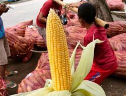 Petani Jagung Ketiban Rezeki Nomplok, Harga Melonjak Drastis Jelang Nataru