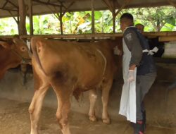 Ratusan Ekor Sapi di Sumedang Terinfeksi PMK, 3 Kecamatan Ini Paling Banyak Penyebarannya