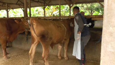 Ratusan Ekor Sapi di Sumedang Terinfeksi PMK, 3 Kecamatan Ini Paling Banyak Penyebarannya