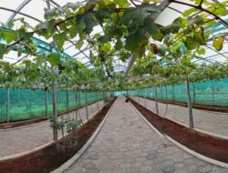 Wisata Kebun Anggur: Destinasi Seru di Desa Mekar Rahayu, Sumedang