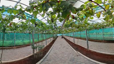 Kebun Anggur Desa Mekar Rahayu Sumedang Selatan Sumedang