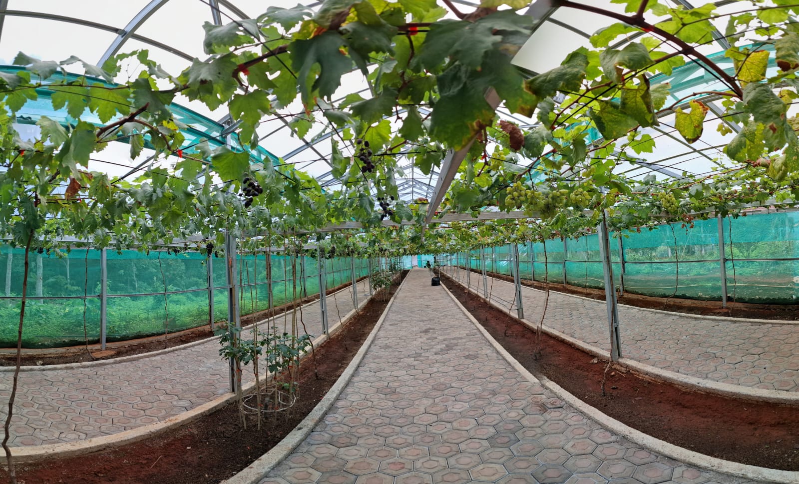 Kebun Anggur Desa Mekar Rahayu Sumedang Selatan Sumedang