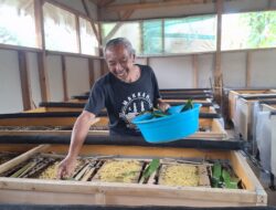Budidaya Jangkrik, Pria 52 Tahun Asal Sumedang Ini Mampu Raup Cuan Jutaan Rupiah