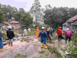 Hujan Disertai Angin, Pohon Sengon Tumbang Timpa Dua Rumah di Margalaksana Sumedang