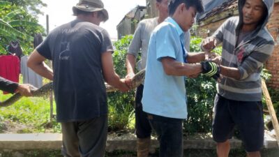 Geger, Warga Jatinangor Sumedang Temukan Banyak Ular di Rumahnya