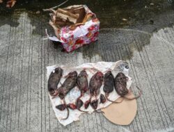 Tempo Kembali Mendapat Kiriman Bangkai Hewan, Kali ini Tikus yang Dipenggal