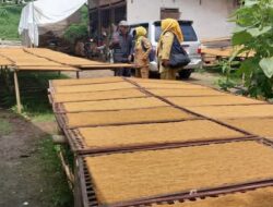 Hasil Produksi Tembakau di Sumedang Tembus 21.000 Ton Per Tahun
