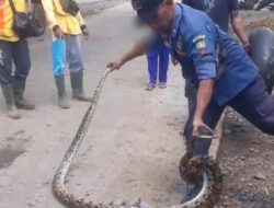 Mangsa Ayam Jago, Ular Sanca Sepanjang 2,5 Meter Ditangkap Petugas Damkar Sumedang