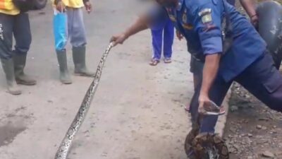 Mangsa Ayam Jago, Ular Sanca Sepanjang 2,5 Meter Ditangkap Petugas Damkar Sumedang