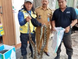 Ular Sanca Kembang 2,5 Meter Gegerkan Warga Cibeusi Jatinangor Sumedang