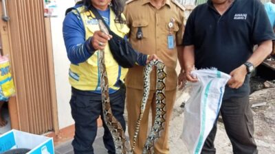 Ular Sanca Kembang 2,5 Meter Gegerkan Warga Cibeusi Jatinangor Sumedang