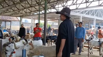 Aktivitas Jual Beli Hewan Kurban di Pasar Hewan Tanjungsari Sumedang Meningkat Jelang Idul Adha