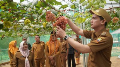 Wabup Ajak Warga Sumedang Rasakan Sensasi Petik Anggur di “Puncak Rahayu” Desa Mekar Rahayu