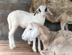 Diskanak Sumedang Siapkan Ratusan Domba dan Ribuan Ayam Ternak untuk Bantu Petani Tembakau