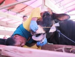 Idul Adha 2025 Makin Dekat, DKPP Perketat Pemeriksaan Hewan Kurban