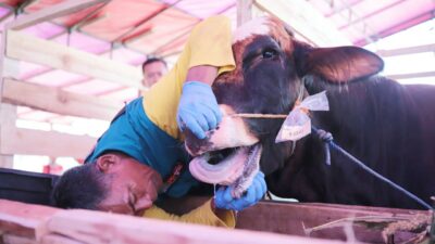 Idul Adha 2025 Makin Dekat, DKPP Perketat Pemeriksaan Hewan Kurban