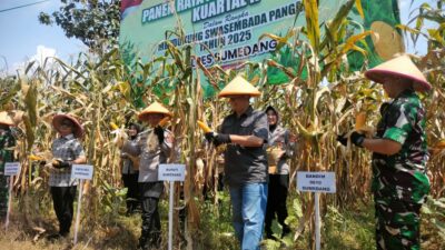 Dukung Swasembada Pangan, Polres Sumedang Gelar Panen Raya Jagung