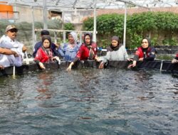 Program Ketahanan Pangan Desa Cibeusi Sumedang, Ribuan Ikan Nila Ditebar di Kolam Buatan