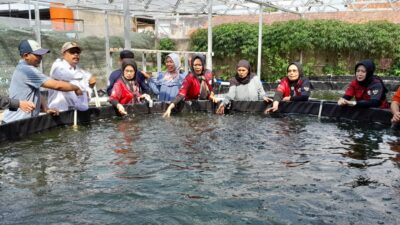 Program Ketahanan Pangan Desa Cibeusi Sumedang, Ribuan Ikan Nila Ditebar di Kolam Buatan