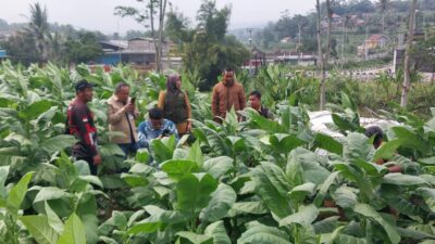 Manfaatkan Dana Pajak Rokok, UPTD Agrobisnis Tembakau Sumedang Fokus Penyediaan Sarana Produksi