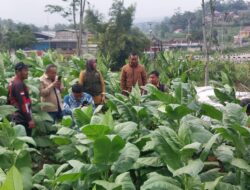 Pemkab Sumedang Dorong Diversifikasi Tembakau untuk Produk Lain, Selain Rokok