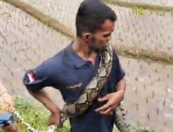 Bikin Resah Warga, Ular Sanca Raksasa Diamankan Warga Cimanggung Sumedang
