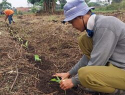 Dorong Kesejahteraan Petani, Dinas Pertanian Sumedang Kaji Penanaman Tembakau di Musim Hujan