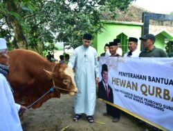 Presiden Prabowo Berikan Sapi Kurban 900 Kg di Darmawangi Sumedang
