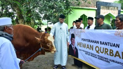 Presiden Prabowo Berikan Sapi Kurban 900 Kg di Darmawangi Sumedang