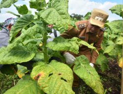 Farmer Field Day, Unwim Dorong Kebangkitan Petani Tembakau Sumedang