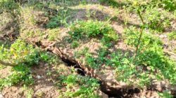 Retakan Tanah di Kaki Gunung Geulis Jatiroke Sumedang, Ancam Keselamatan Warga