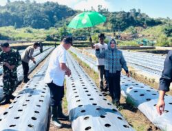 Bunda Bilqis Dukung Ketahanan Pangan Nasional dengan Tanam Kacang Jepang