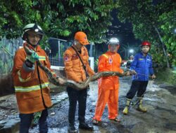 Damkar Sumedang Evakuasi Ular Sanca Sepanjang 4 Meter dari Saluran Air
