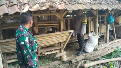 Kambing Warga Desa Sukaluyu Sumedang Raib Digondol Maling