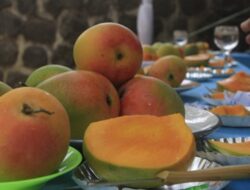 Pemkab Sumedang Dorong Mangga Gincu Dapatkan Pengakuan Indikasi Geografis