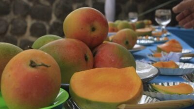 Pemkab Sumedang Dorong Mangga Gincu Dapatkan Pengakuan Indikasi Geografis