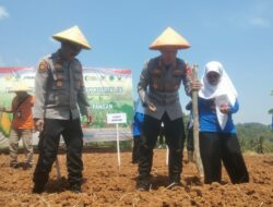 Polres Sumedang Tanam 1,7 Hektare Jagung untuk Dukung Ketahanan Pangan Nasional